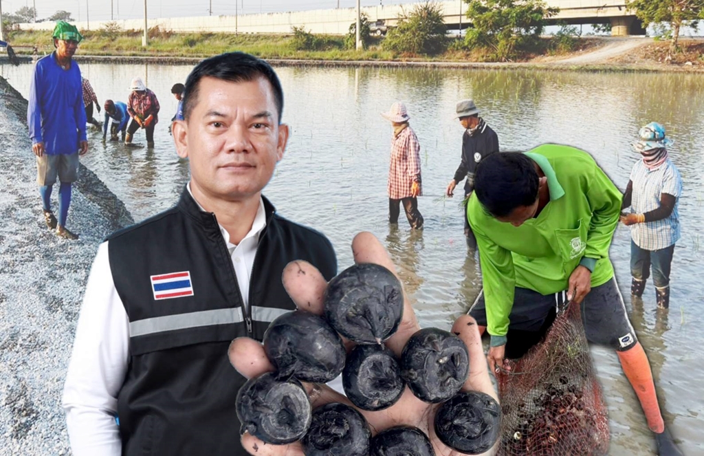 แปลงใหญ่แห้ว ของดีศรีประจันทร์ สุพรรณบุรี สินค้าเกษตรอัตลักษณ์