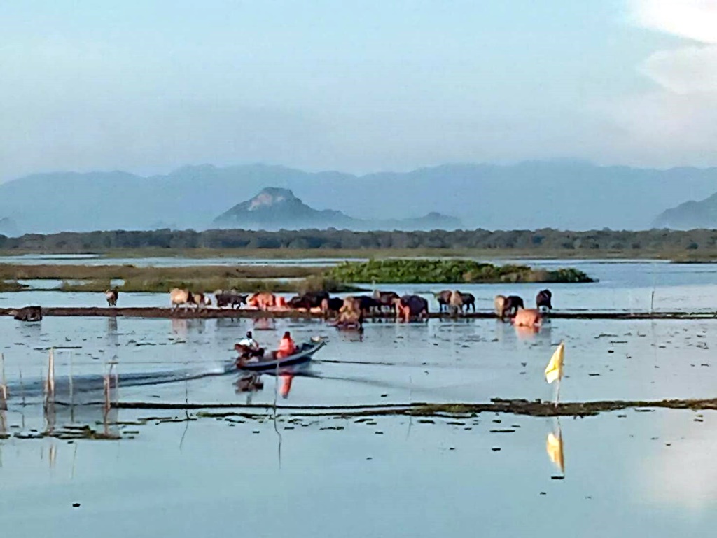 ประมงพัทลุง-สงขลา ผสานพลังเดินหน้าเฝ้าระวังปลาหมอคางดำ ปกป้องทะเลสาบสงขลาเข้ม