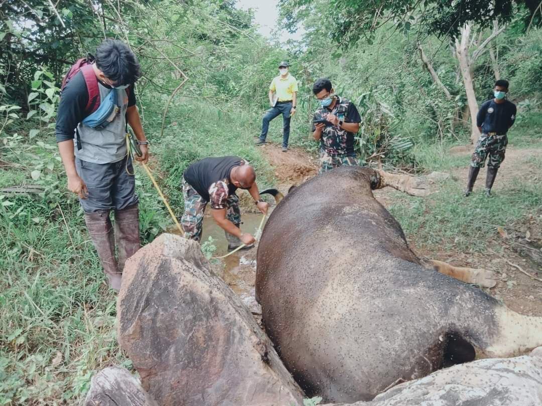เจอซากกระทิงกุยบุรี นอนตายในลำห้วย สัตวแพทย์ เผยสาเหตุต่อสู้กันเอง