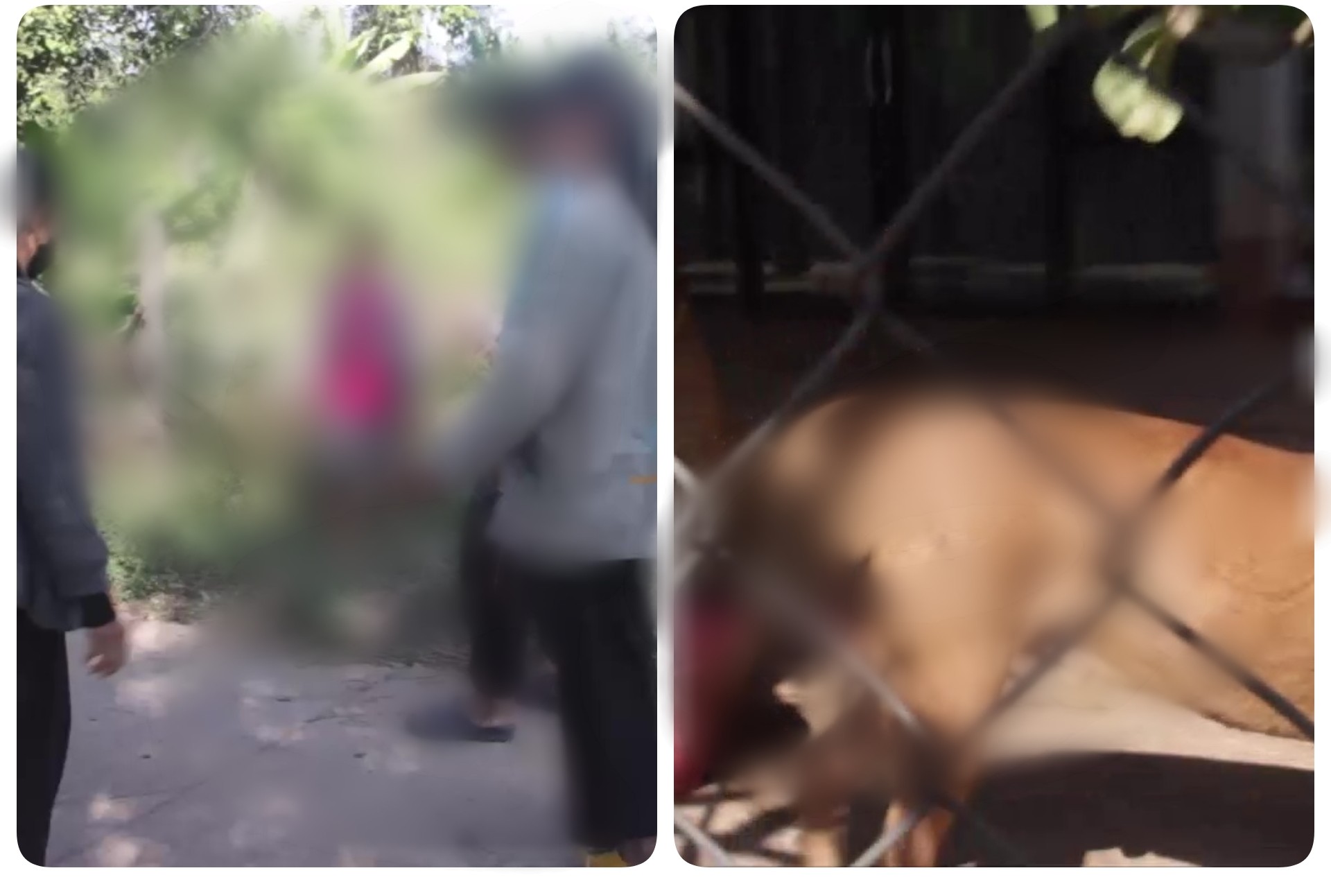 สลด! 3 หมาพิทบูลรุมขย้ำเจ้าโลกหนุ่มอุดรฯ วัย 47​ เสียชีวิต