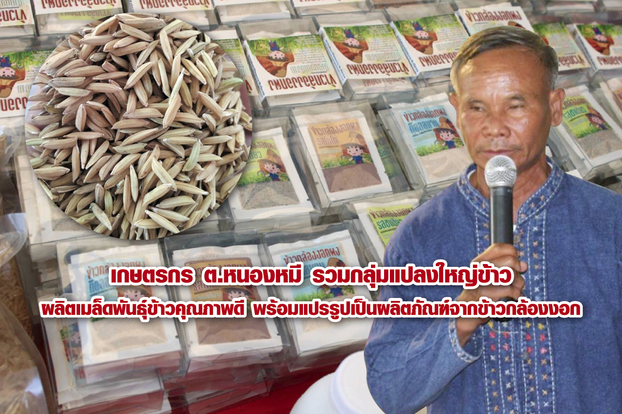 เกษตรกร ต.หนองหมี รวมกลุ่มแปลงใหญ่ข้าว ผลิตเมล็ดพันธุ์ข้าวคุณภาพดี พร้อมแปรรูปเป็นข้าวกล้องงอก น้ำข้าวกล้องงอก ข้าวกล้องงอกผงชงดื่ม ตอบโจทก์คนรักสุขภาพ ดันสู่ผลิตภัณฑ์ประจำชุมชน