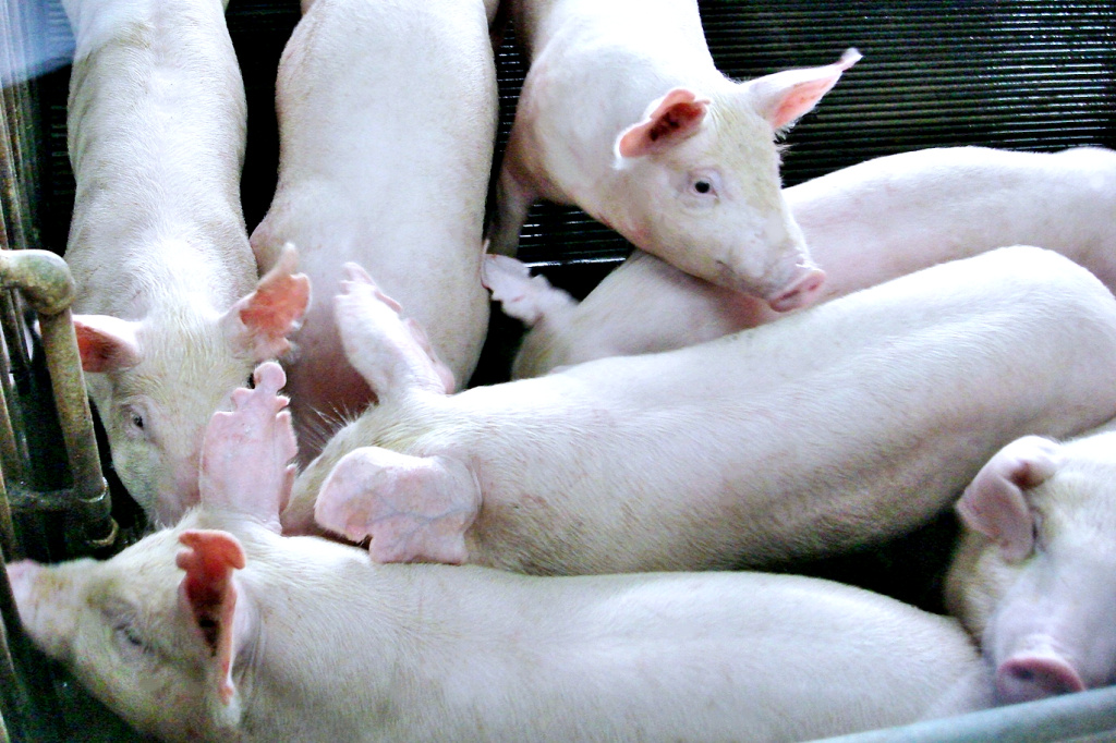 เกษตรกรช้ำ!! พ่อค้าทุบราคาหมูหน้าฟาร์ม อ้างคนกินลด-ตลาดเงียบ 