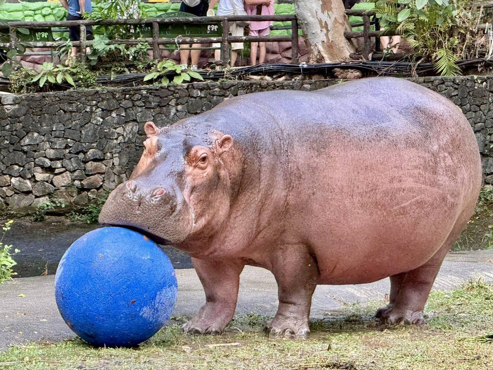 น่ารักเกินต้าน! สวนสัตว์เขาเขียวชวนลุ้นทุกพุธ “ขาหมู” ฮิปโปซุปตาร์ จะเล่นบอลหรืออาบน้ำโชว์