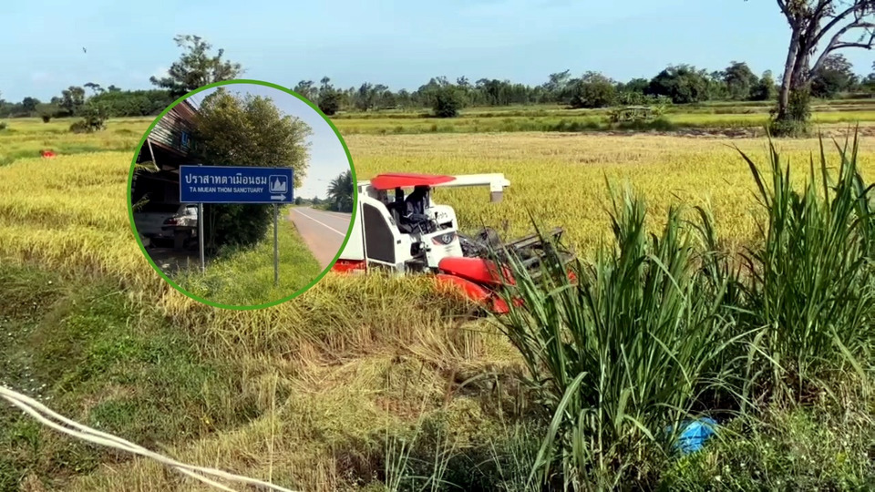 ชายแดนไทย–กัมพูชาตึงเครียด! ชาวบ้านเร่งเกี่ยวข้าว หวังสถานการณ์ “ยิงให้จบ”