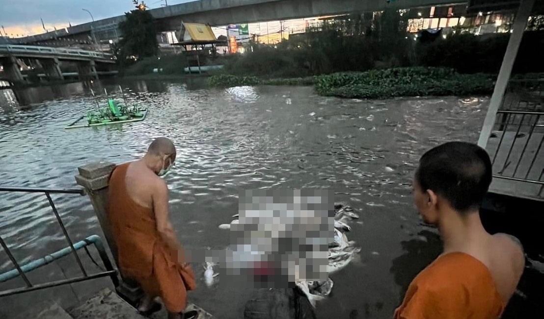 คนใจบาปนำอวนดักปลาท่าน้ำหน้าวัดย่านปทุมธานีทำปลาสวายติดตายเกือบ 100 ตัว