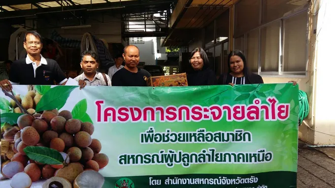 ขบวนการสหกรณ์ตรัง จับมือสหกรณ์ส่งเสริมเกษตรกรป่าซาง จำกัด เร่งกระจายผลผลิตลำไย 2.5 ตัน