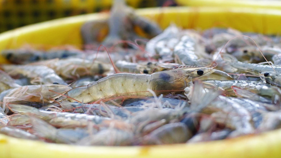 ชี้ชัด! “โรคระบาดกุ้ง” ตัวการฉุดอุตสาหกรรม วอนรัฐเร่งแก้ อย่าหลงประเด็นเอเลี่ยนสปีชีส์