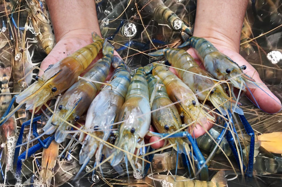 กรมประมง จับมือ โออาร์  เปิดตลาดกุ้งก้ามกรามกลางกรุง ช่วยเกษตรกรจากพิษโควิด ดีเดย์ 7 และ 14 มิ.ย.นี้	