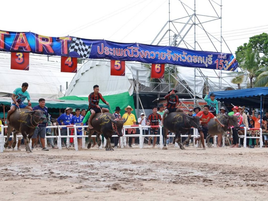 ชลบุรีแถลงเตรียมจัดงานประเพณีวิ่งควาย ครั้งที่ 154 “หนึ่งเดียวในไทย หนึ่งเดียวในโลก”