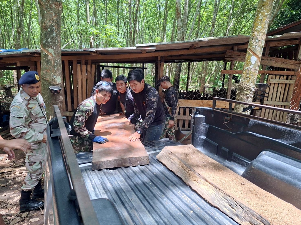 รวบหนุ่มตัด-ลักลอบขนไม้ประดู่เขตพื้นที่ป่าห้วยโลลา พบภาพทำไม้ในโทรศัพท์ เชื่อทำเป็นขบวนการ