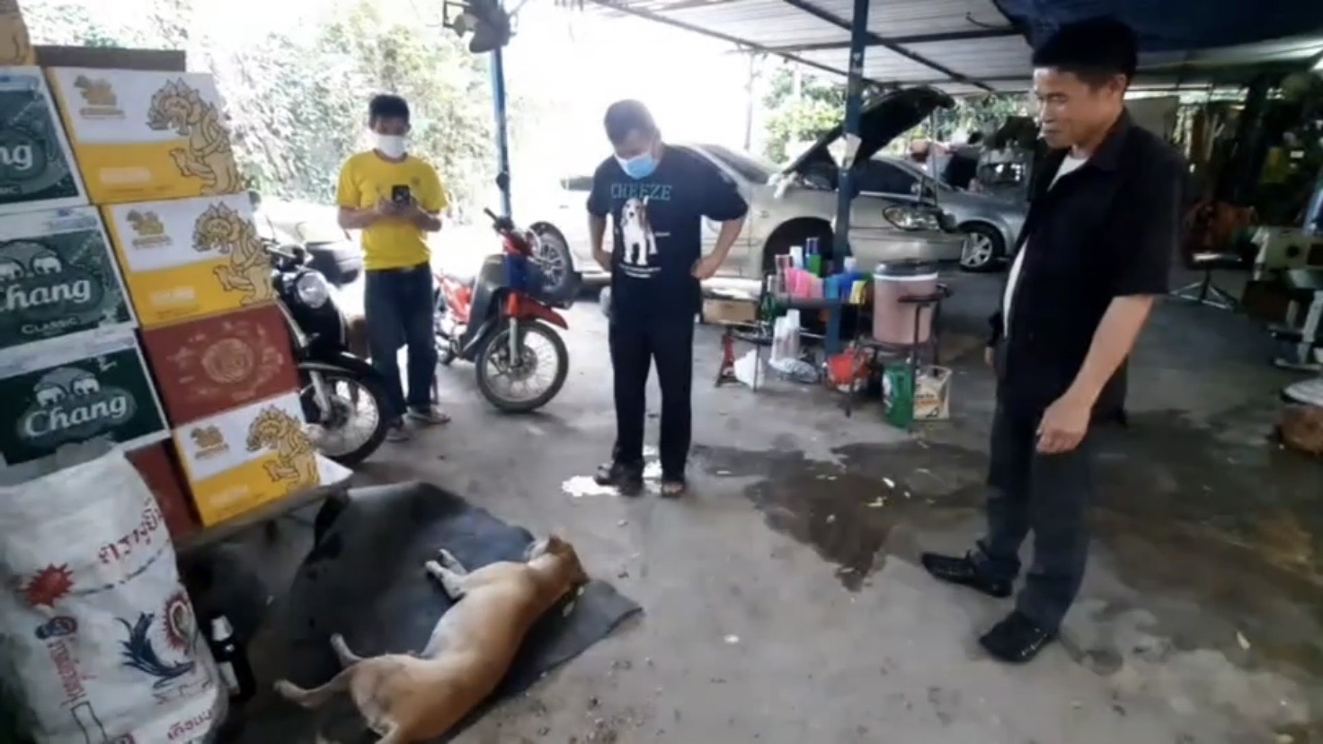 สลดใจ!!น้องหมาถูกคนใจร้ายยิงปืนลูกซองพรุนทั้งร่างอาการแย่นอนซมปางตาย