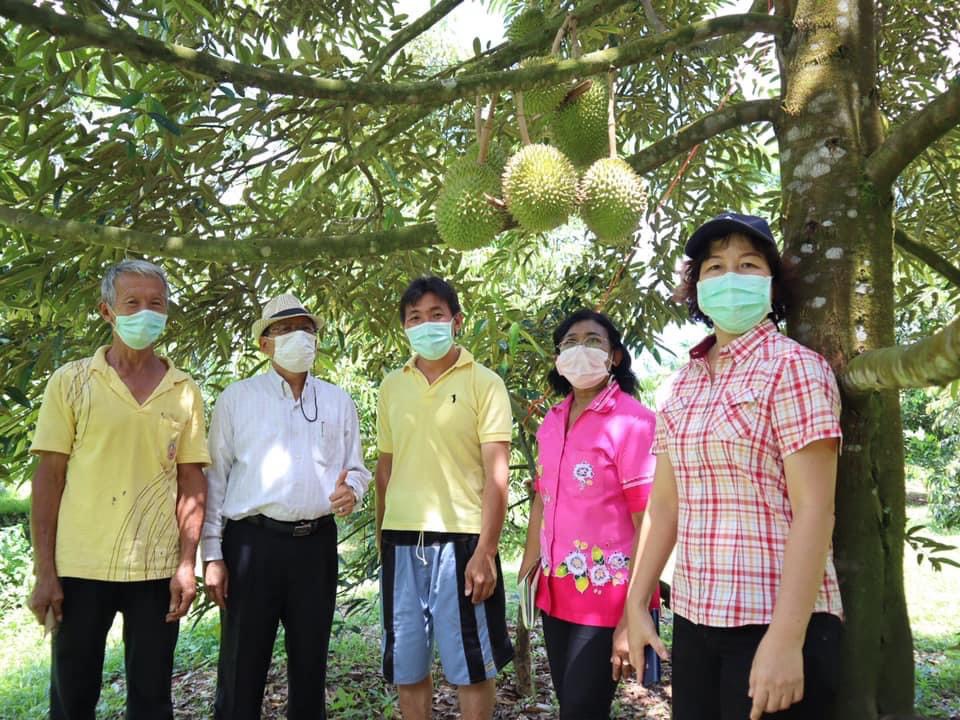 เกษตรจังหวัดตรัง ลงพื้นที่ติดตามสถานการณ์ไม้ผล