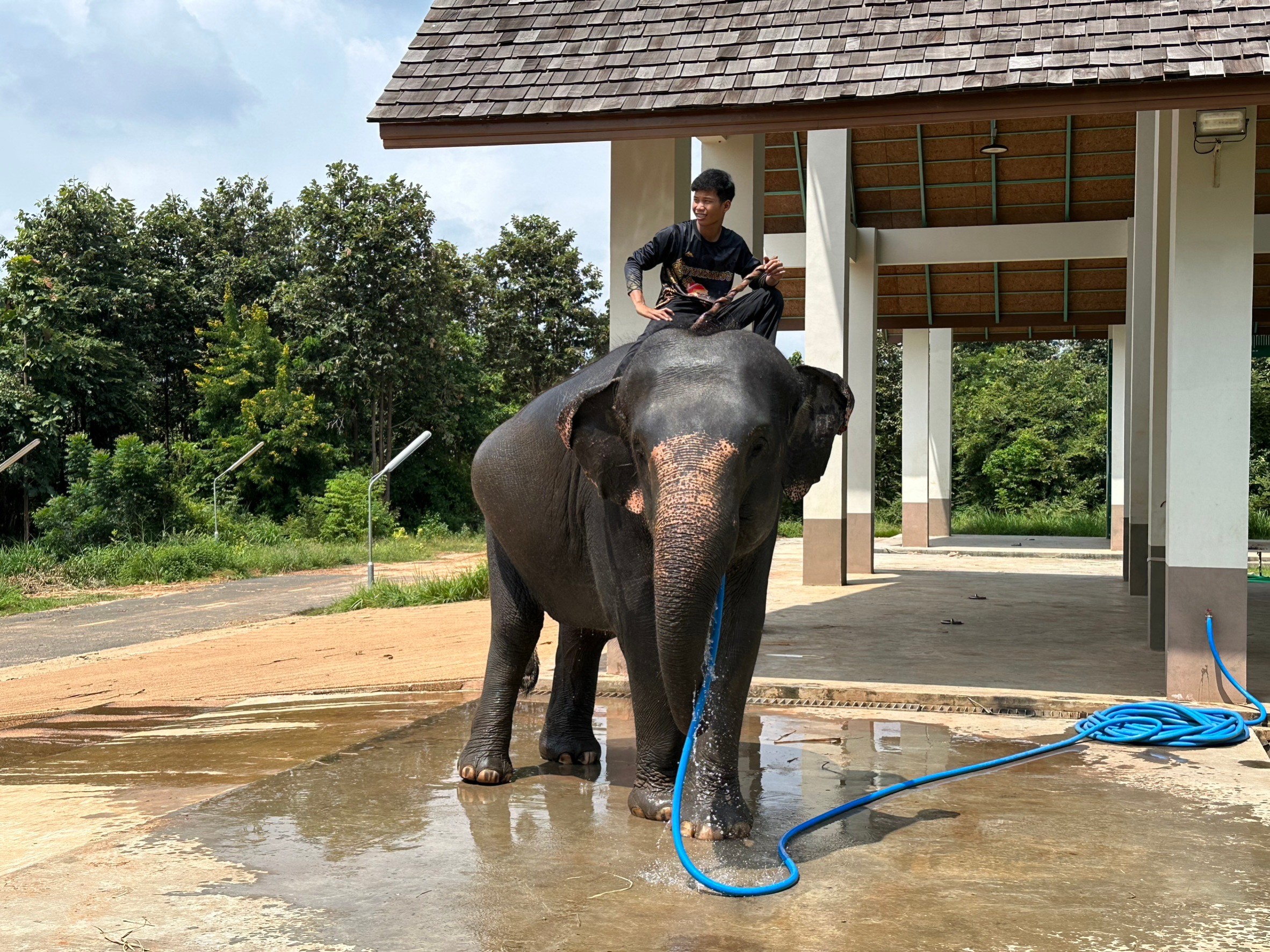 สุรินทร์คลำถูกจุด โครงการคชอาณาจักร องค์การสวนสัตว์ ขึ้นทะเบียนช้าง  200 เชือก บริหารจัดการเลี้ยงดูครบวงจร ไม่ให้ควาญช้างนำช้างออกเร่ร่อนตจว.