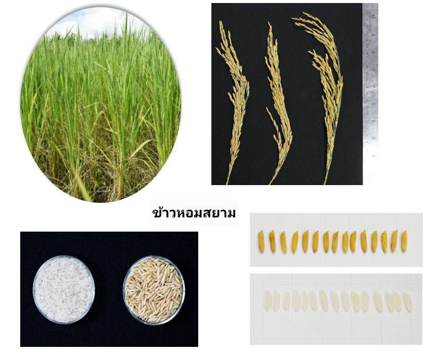 "อว.-สวทช." ยืนยัน “ข้าวหอมสยาม” ปลอดภัย ไม่ใช่ GMO ขึ้นทะเบียนถูกต้อง เตรียมดันเป็นข้าวทางเลือกใหม่เกษตรกร