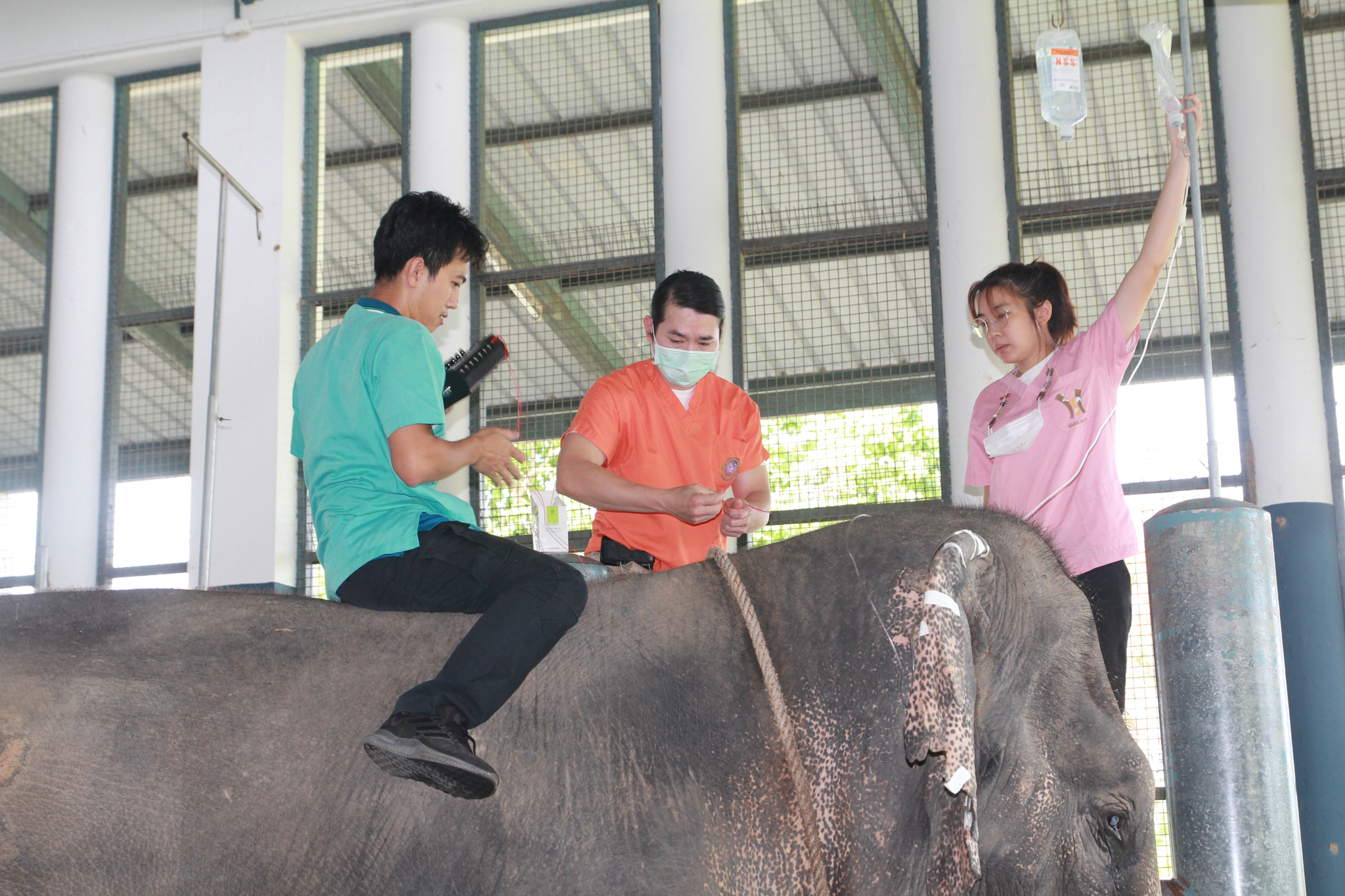 สัตวแพทยศาสตร์ มก. ผ่านิ่ว 1.7 กก.ในช้างสำเร็จเป็นครั้งที่ 2 โลก