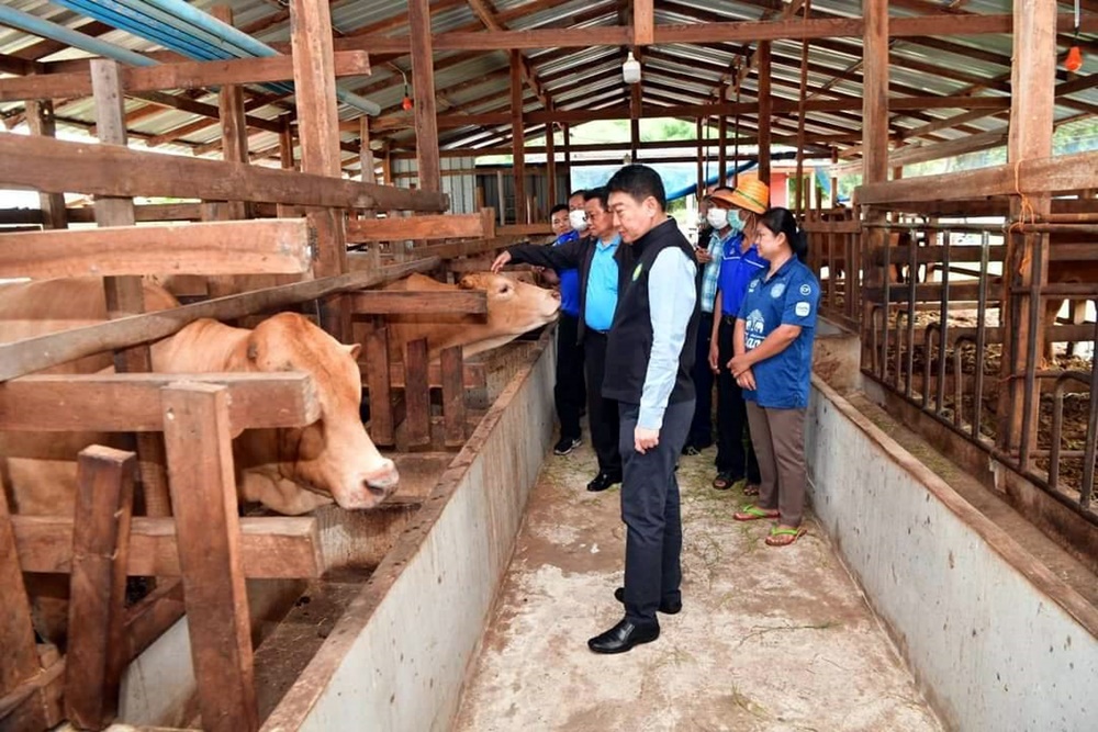 ชู "โมเดลเลี้ยงโคขุน" สหกรณ์ฯทรายมูล ต้นแบบแก้ไขปัญหาหนี้สมาชิกสหกรณ์ 