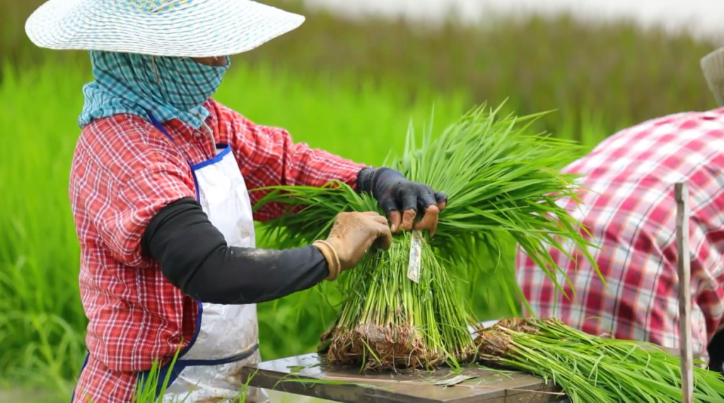 ศูนย์วิจัยข้าวชัยนาท มุ่งวิจัยพันธุ์ข้าวพื้นนุ่ม ส่งเสริมเกษตรกรแปลงใหญ่ปลูก ตอบโจทย์ผู้บริโภค 