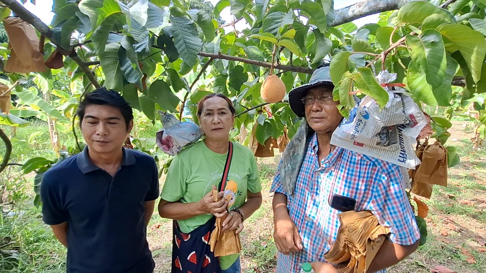 กระท้อนทองใบใหญ่บางเจ้าฉ่า'สวนลุงจ่า -แม่จงกล'เปลือกบางหวานฉ่ำพร้อมเปิดรับสั่งจอง 
