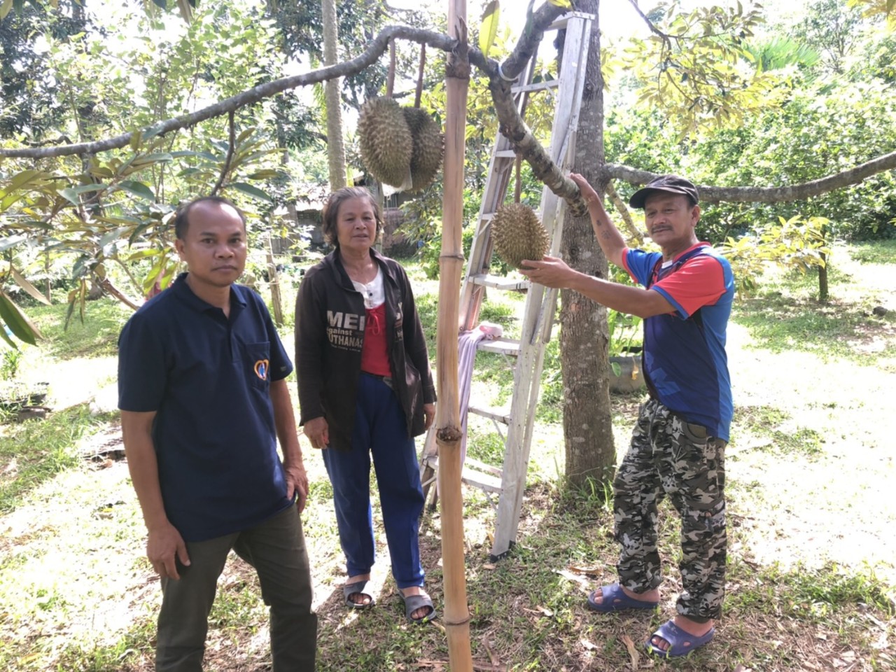 ทุเรียนหมอนทองบ้านไทยพัฒนา ต.ผาตั้ง อ.สังคม เนื้อไม่อมน้ำ-กลิ่นไม่ฉุนมาก แห่จองกันถึงสวนจนไม่พอขาย