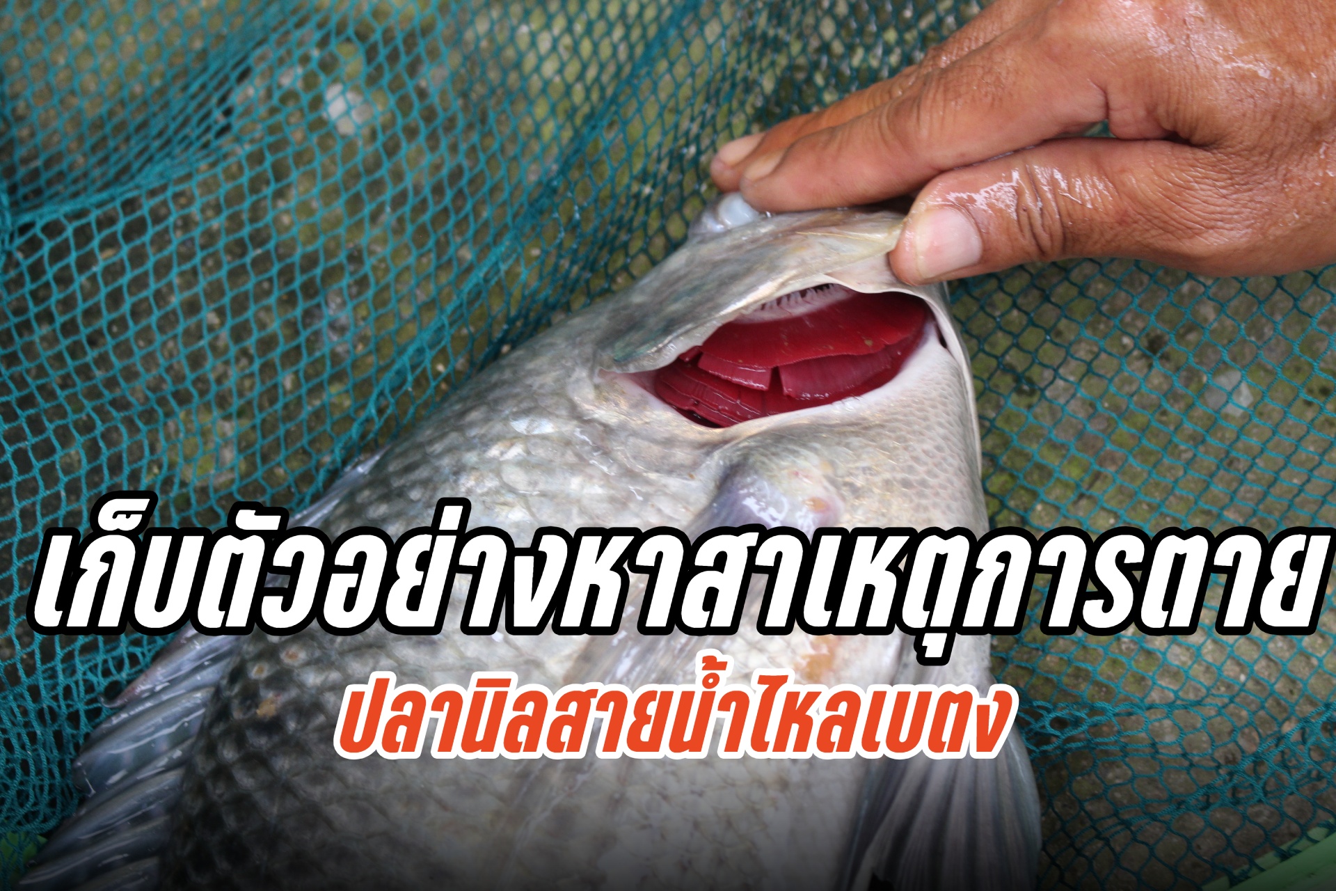 ประมงจังหวัดยะลา ลงพื้นที่เก็บตัวอย่าง หาสาเหตุการตายของปลานิลสายน้ำไหลเบตง