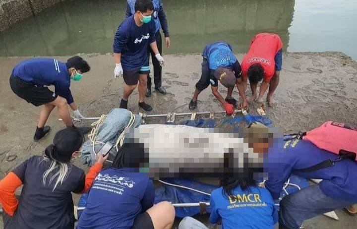 จนท.ศูนย์วิจัยฯภูเก็ตตรวจซากพะยูนถูกตัดหัวลอยอืดในลำคลอง 