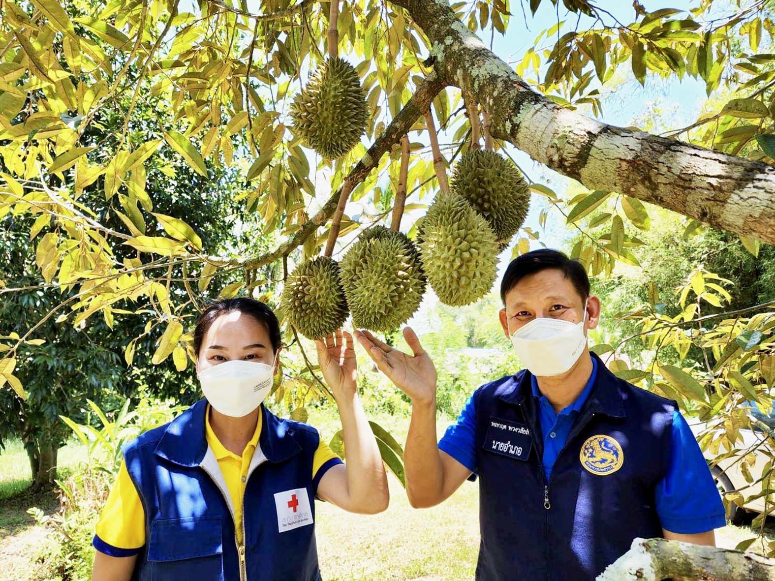  คอทุเรียนป่าละอูไม่ควรพลาด นอภ.หัวหิน ชวนชิมหมอนทองจีไอแสนอร่อยจากห้วยสัตว์ใหญ่ 