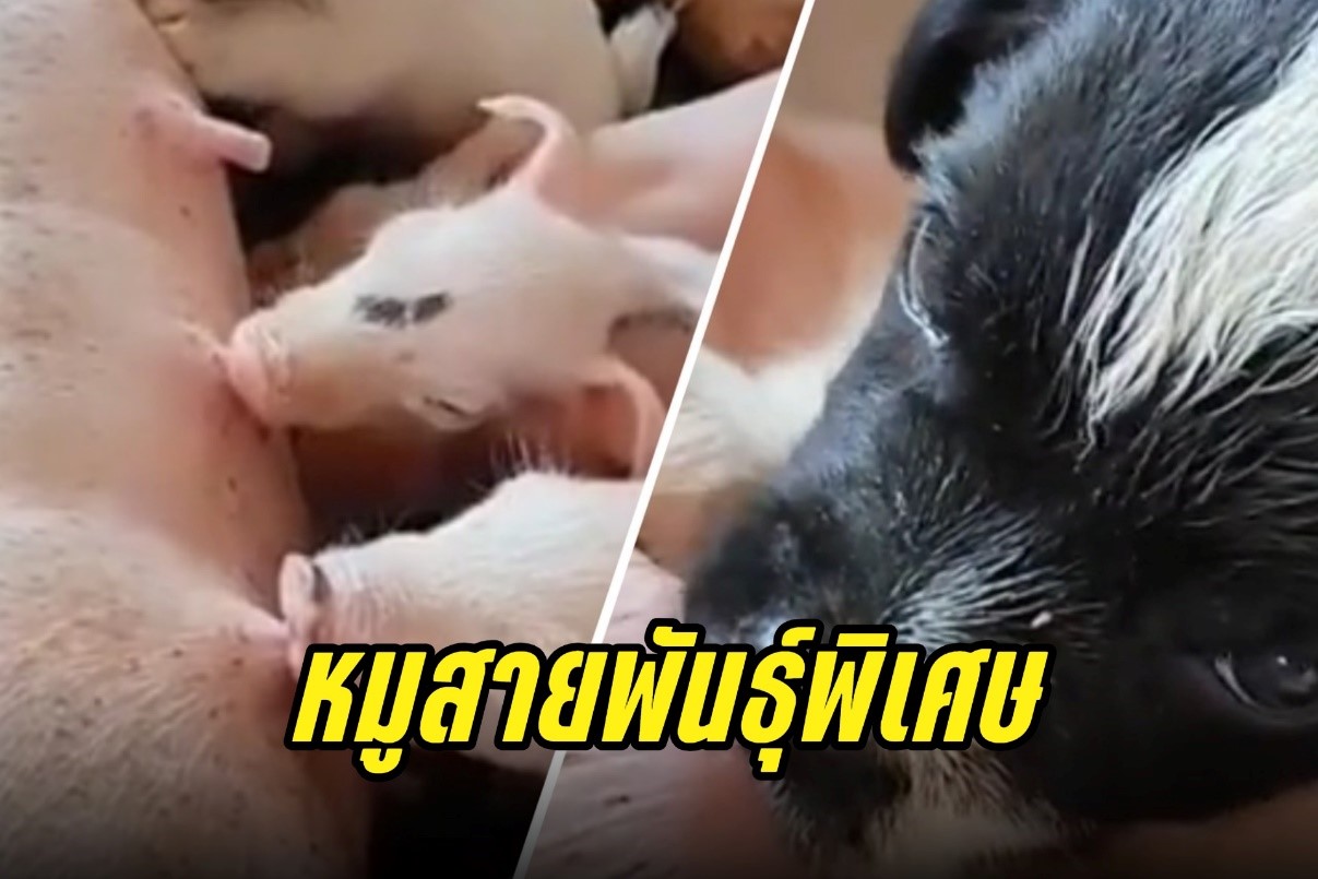 สุดน่ารัก!น้องหมาตีเนียนกินนมแม่หมู