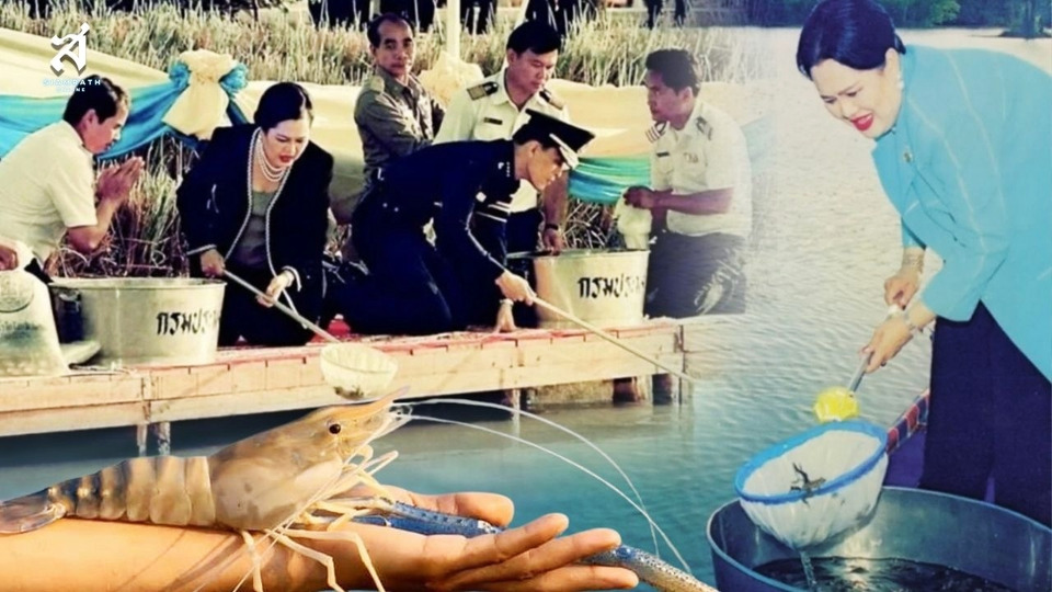 ย้อนรอย “กุ้งสมเด็จ” พระราชดำริฟื้นกุ้งก้ามกราม คืนความอุดมสมบูรณ์สู่สายน้ำไทย