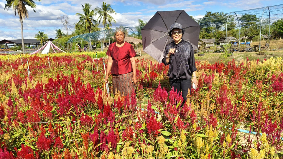“สวนดอกไม้วนิดา” แลนด์มาร์คใหม่ ศรีสะเกษ ชมดอกไม้เมืองหนาวใกล้บ้าน! 