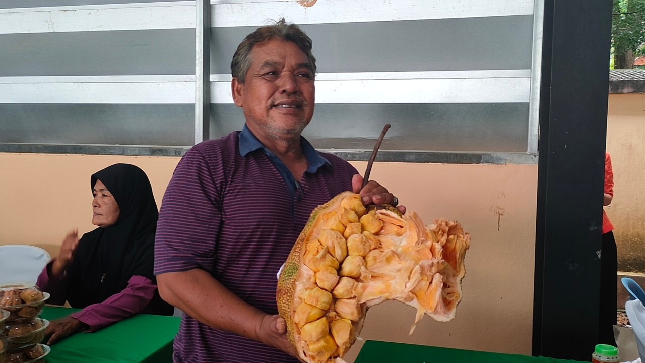 สตูล เริ่มแล้ว! ฤดูกาลกินผลไม้พื้นเมือง "จำปาดะ" พืชGI  อธิบดีกรมส่งเสริมสหกรณ์ แนะส่งขายจีนเพิ่มมูลค่า