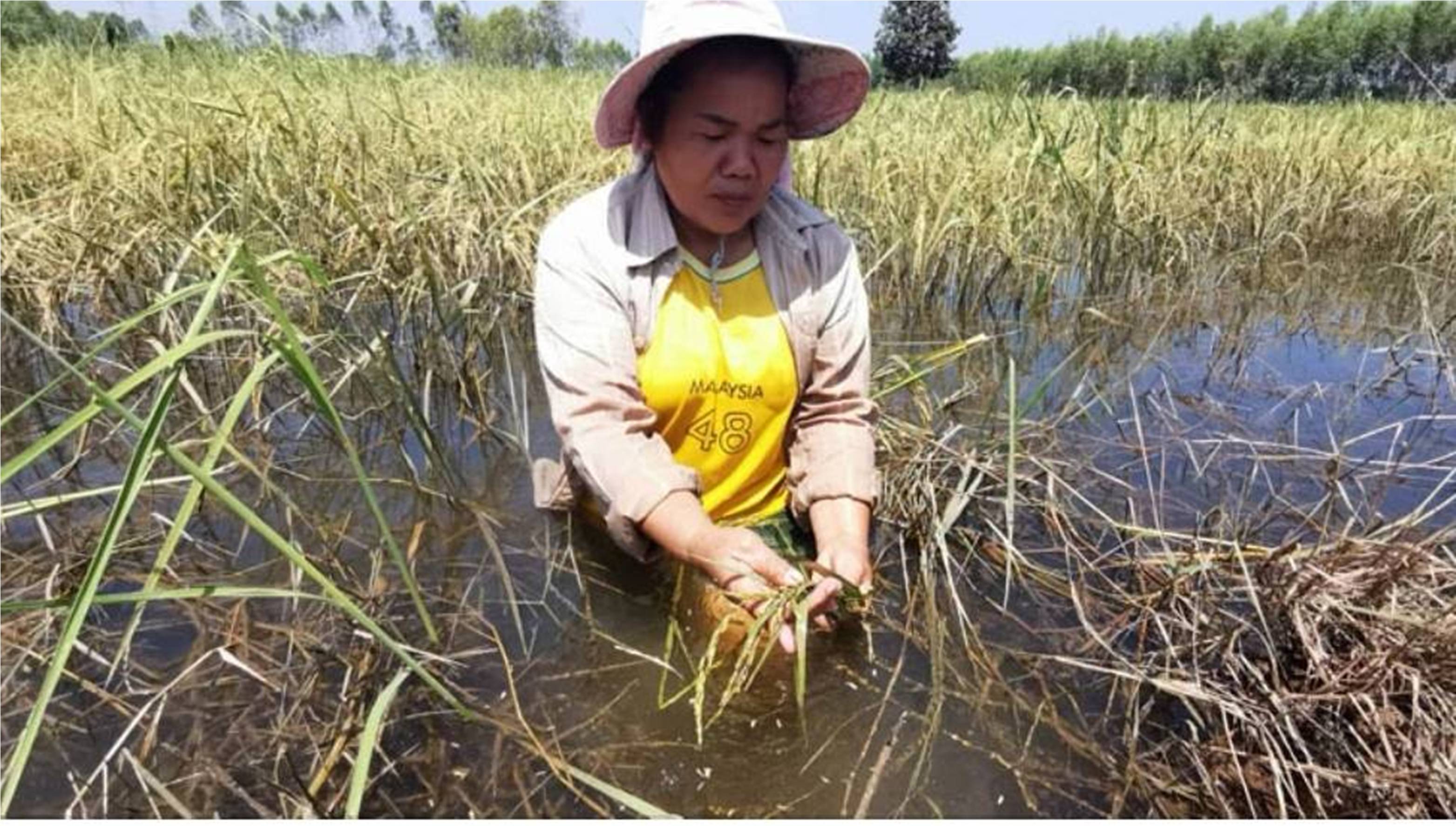 ชาวนาบุรีรัมย์ช้ำ​ ต้นข้าวจมน้ำ​นาน​นับ​เดือน​ พื้นที่เกษตรเสียหาย 3 แสนไร่