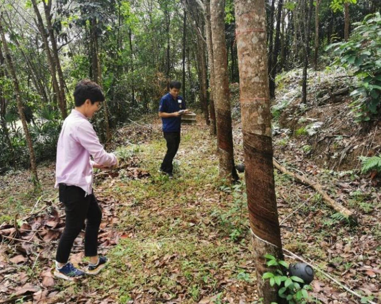 กรมส่งเสริมการเกษตร เตรียมส่งเสริมเกษตรกรใช้เชื้อราไตรโคเดอร์มา ควบคุมโรคใบร่วงยางพาราชนิดใหม่