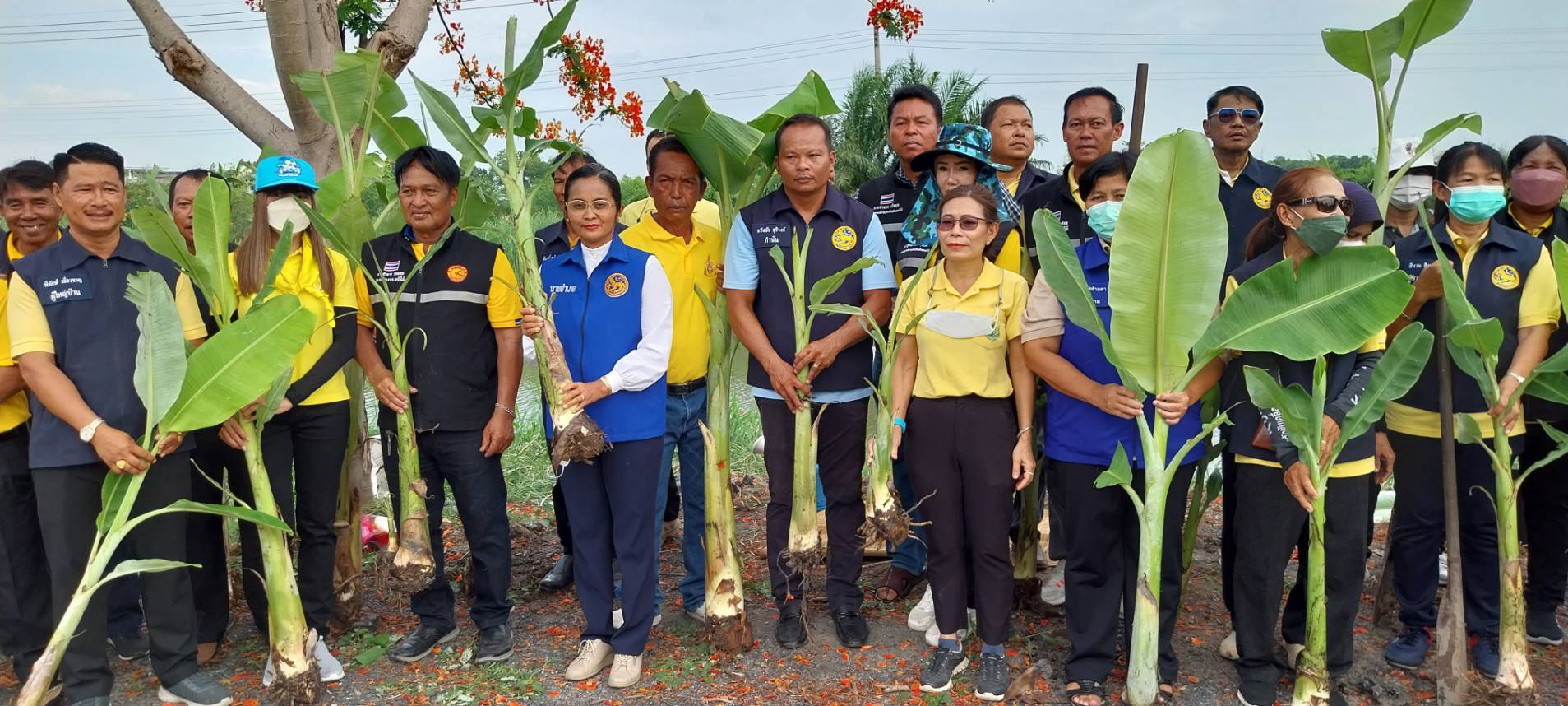 ปทุมธานี ชาวลาดหลุมแก้วร่วมปลูกกล้วย 200 ต้นริมคลองสาธารณะเพิ่มพื้นทีสีเขียวเป็นแหล่งอาหารให้ ปชช. ฟรี