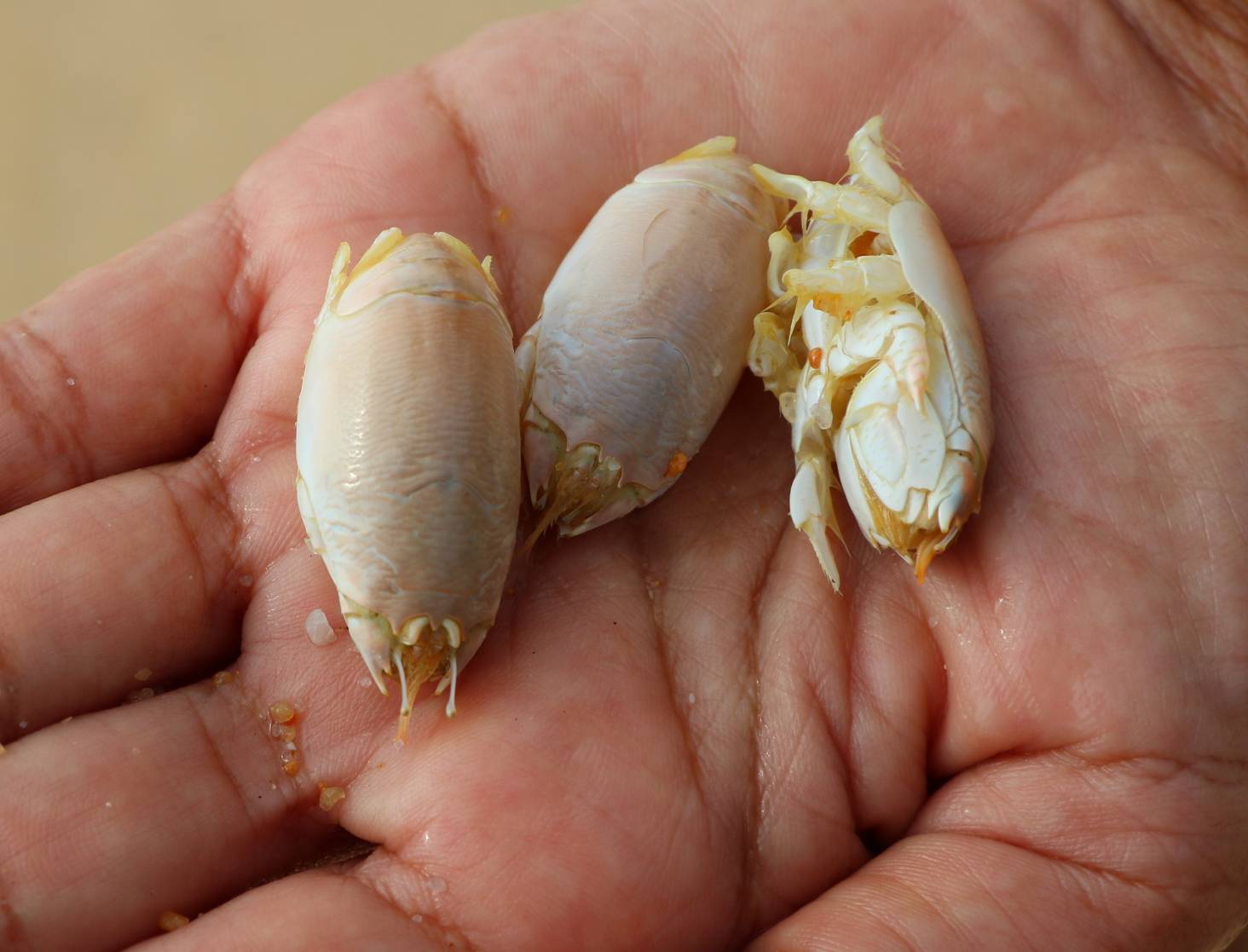  ชาวบ้านแห่จับ"จักจั่นทะเล"หาดท้ายเหมืองทำเมนูเด็ด