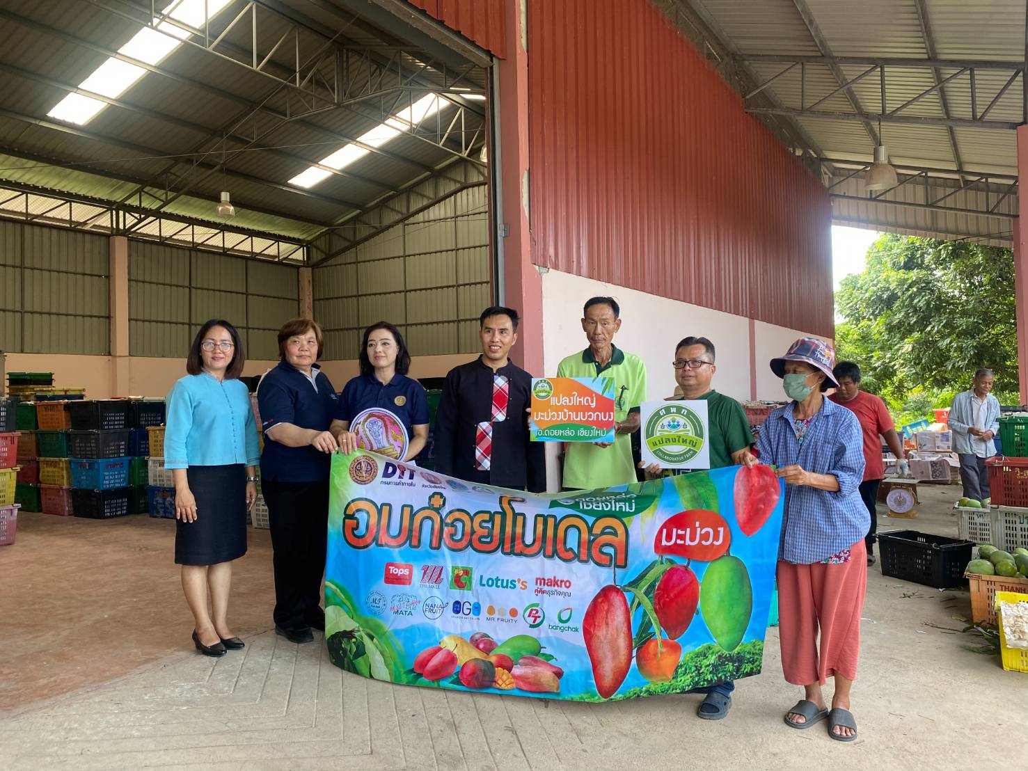 พาณิชย์ลุยรับซื้อมะม่วงแฟนซี ลำพูน-เชียงใหม่ 1,000 ตัน ดันราคาขายผ่านกลไก “อมก๋อยโมเดล” 