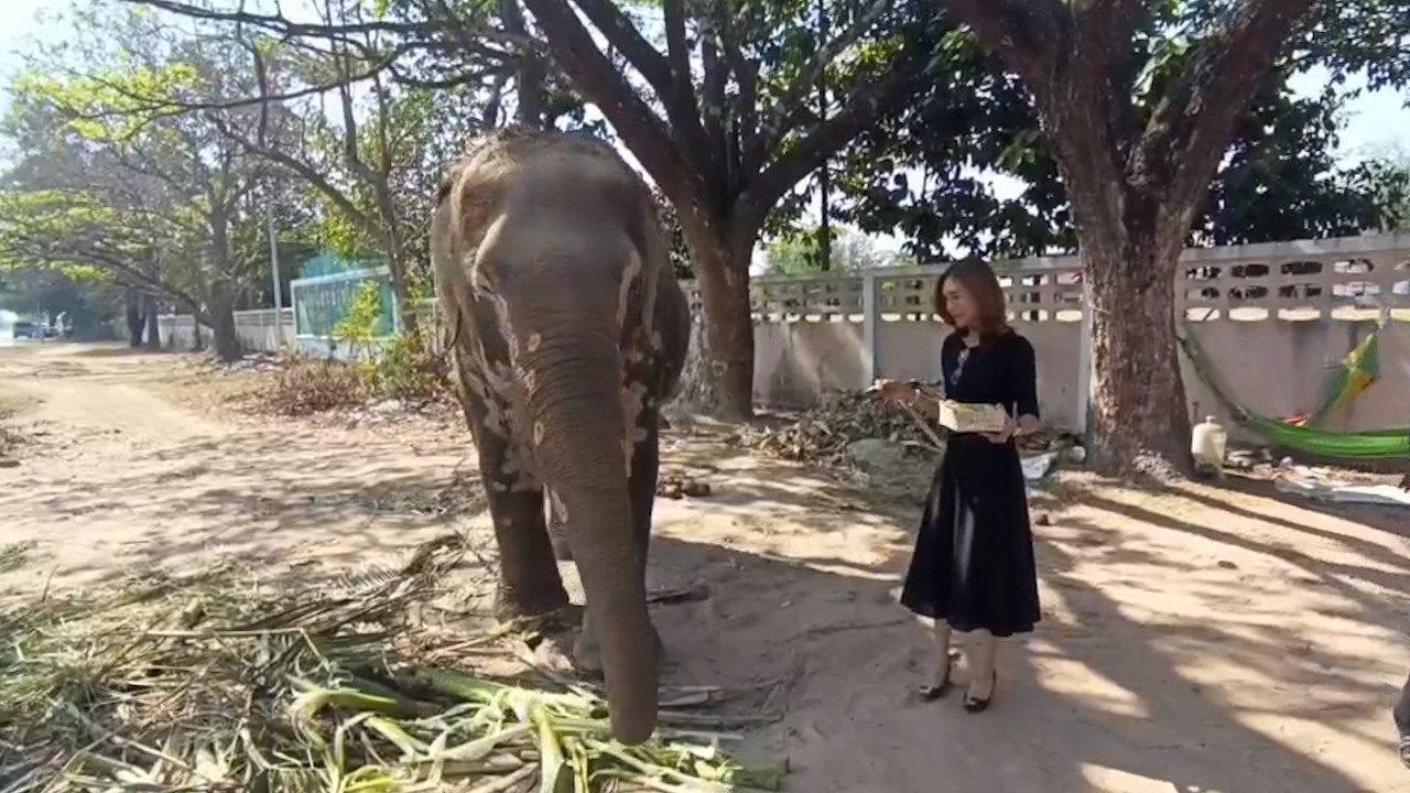 ช้างสุรินทร์เป็นจุดขาวทั่วตัวแต่ไม่ได้เป็นโรค นักท่องเที่ยว-ผู้ใจบุญสามารถแวะไปชมได้