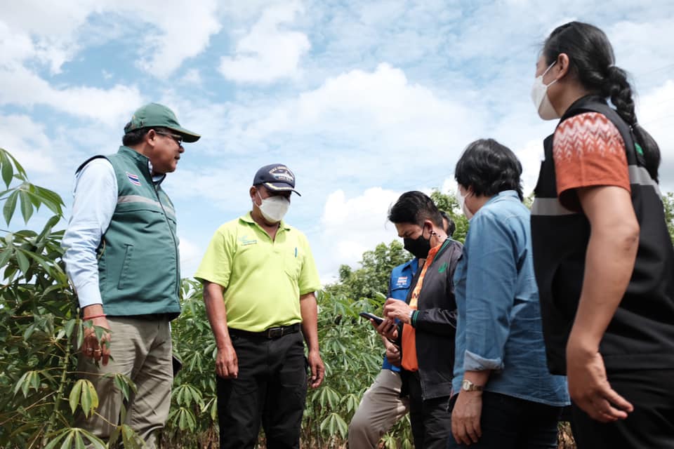 กรมส่งเสริมการเกษตรสั่งการเจ้าหน้าที่ปูพรมสำรวจการระบาดของโรคใบด่างมันสำปะหลังเน้นย้ำ 6 มาตรการ