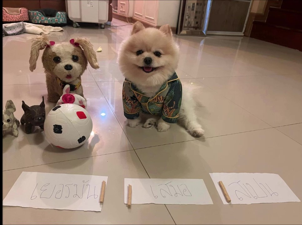 อุดรธานี ฮือฮาน้องหมาน่ารักทายผลบอลโลกถูกแล้ว 12 คู่