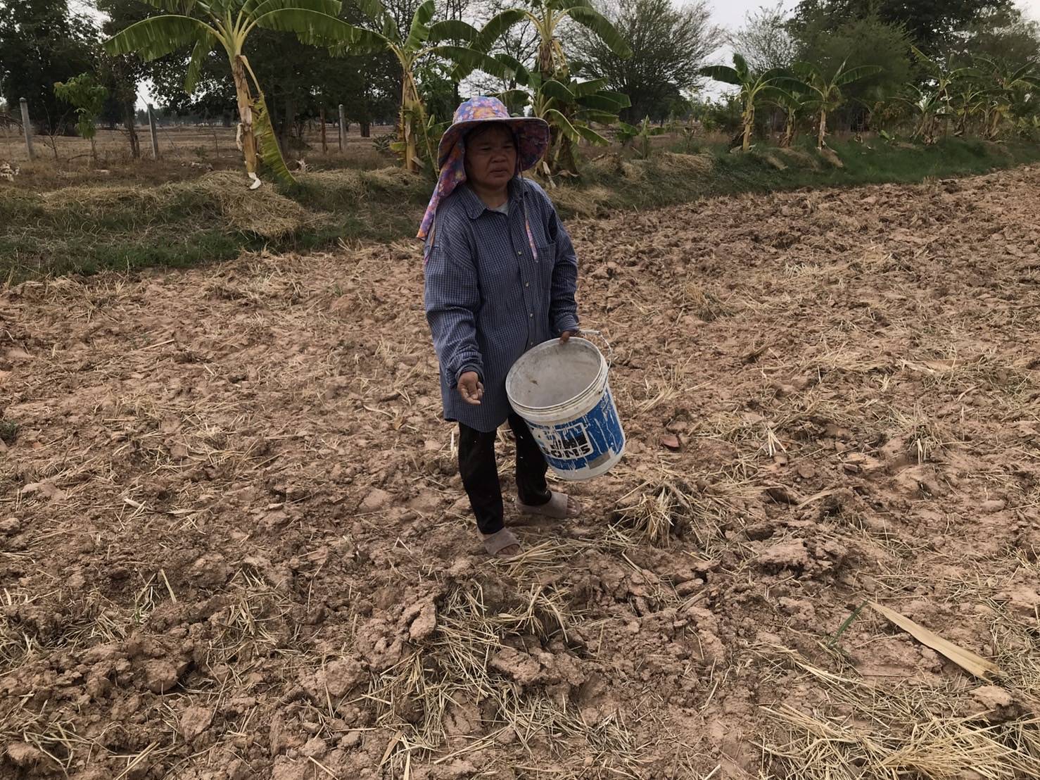 บุรีรัมย์ ชาวนาถือฤกษ์ดี "วันพืชมงคล" ไถนา ปลูกข้าว เชื่อเจริญงอกงาม ผลผลิตดี 