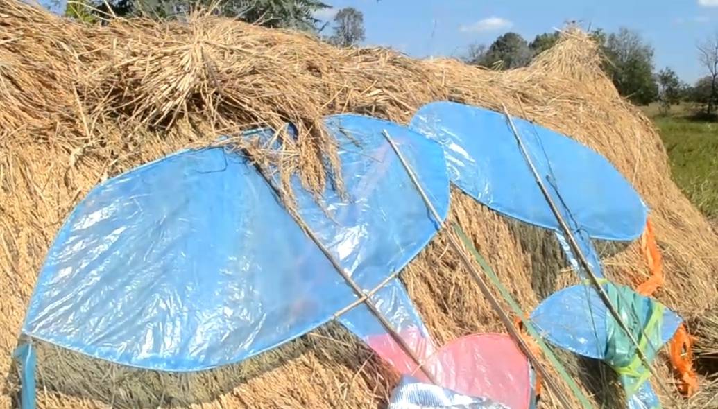 ดร.โสโชคจัดประเพณีสืบสานตำนานบุญล้อมข้าว ปีใหม่ ฟังเสียงธนูว่าว ขี่ควายดีดพิณ วิถีอีสาน