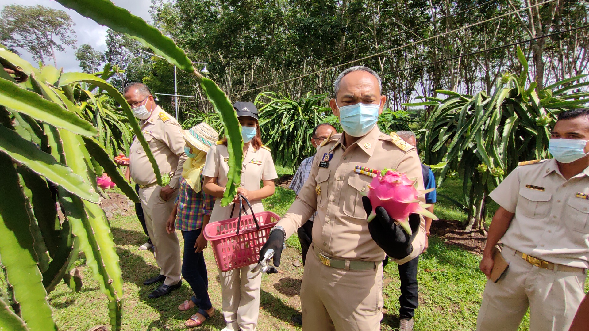  เกษตรกรท่าแพปลูกแก้วมังกร 3 สายพันธุ์  ให้ผลผลิตงาม เพิ่มมูลค่าแปรรูปเป็นขนมโคแก้วมังกรรับแขกมาดูงาน