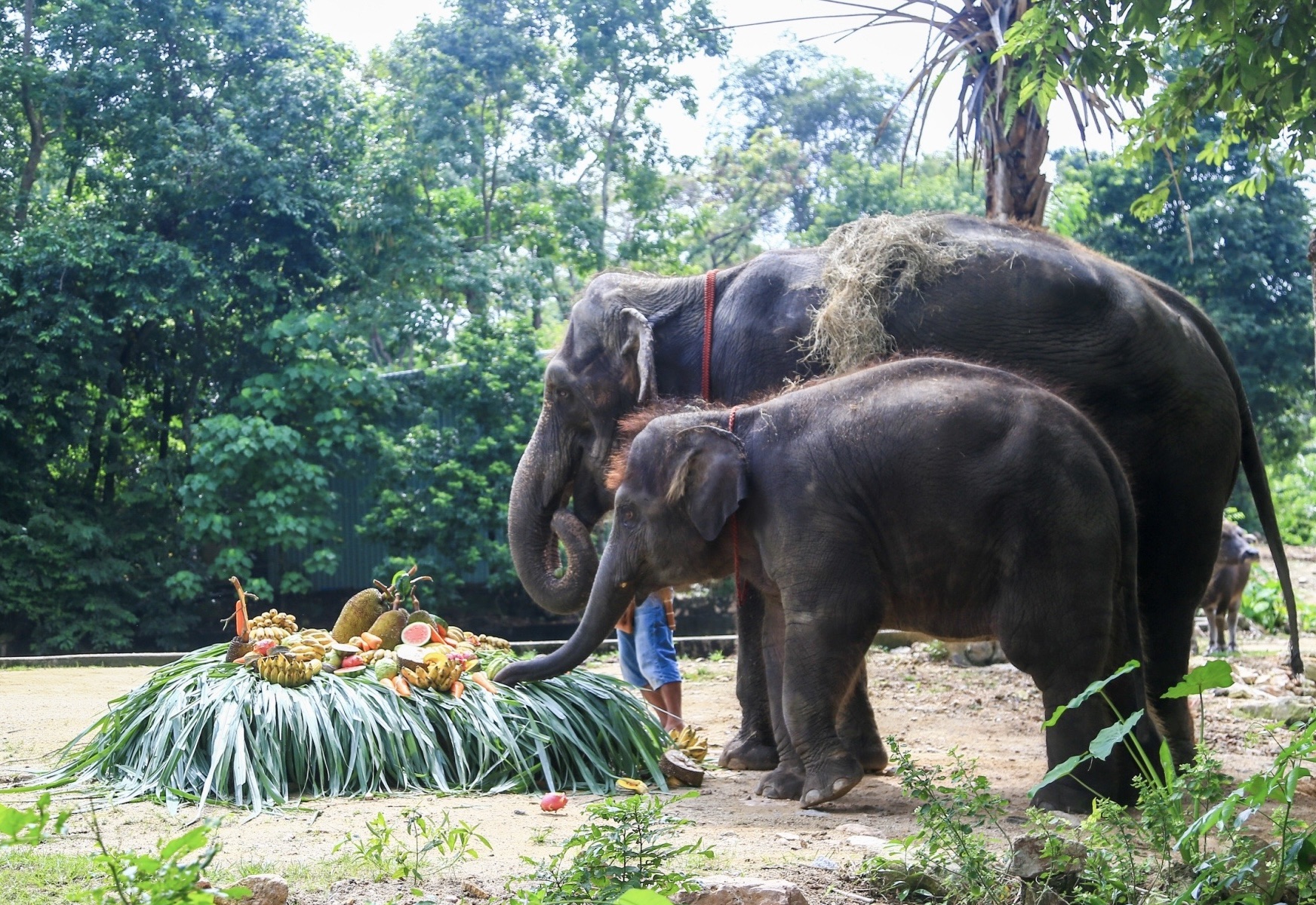 สวนสัตว์เปิดเขาเขียว ฉลองครบรอบ 3 ปี "น้องแสนรัก" ลูกช้างน้อยที่เกิดจากการผสมเทียม ตัวที่ 2 ของประเทศไทย