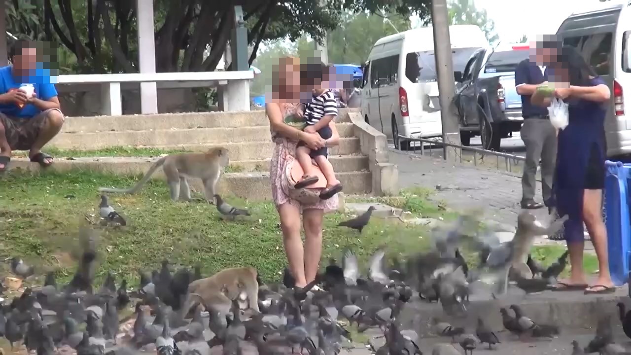ชาวบ้านเผยฝูงนกพิราบในเมืองสงขลามากกว่าฝูงลิงแต่สร้างสีสันให้กับแหล่งท่องเที่ยว