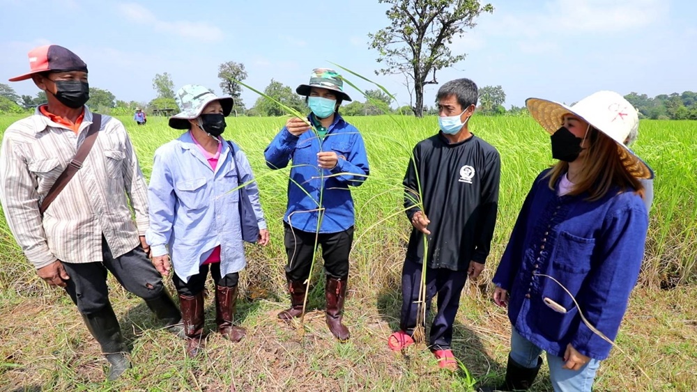 ศูนย์ข้าวชุมชนบ้านหนองลุมพุก จากขาดแคลนเมล็ดพันธุ์ดี สู่ การจำหน่ายเมล็ดพันธุ์คุณภาพส่ง ศมข.อำนาจเจริญ