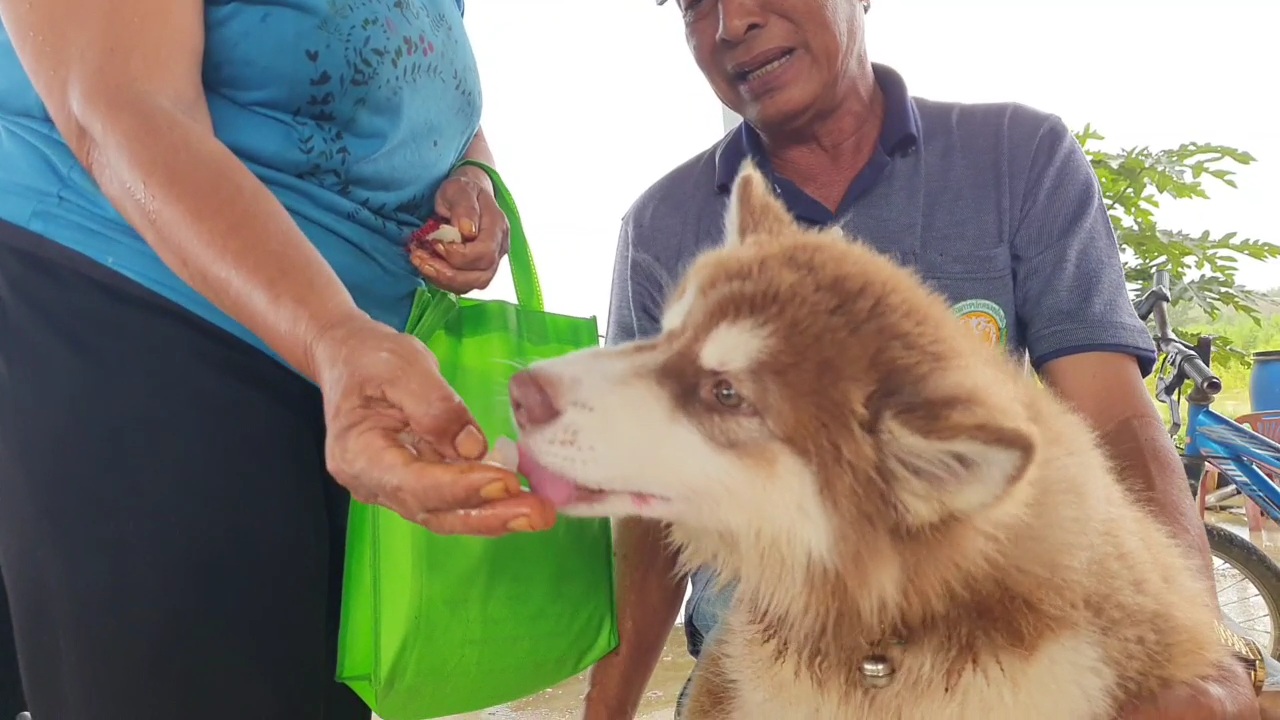  ผลไม้ทุกชนิดฟาดเรียบ ของชอบน้องหมาไซบีเรียน