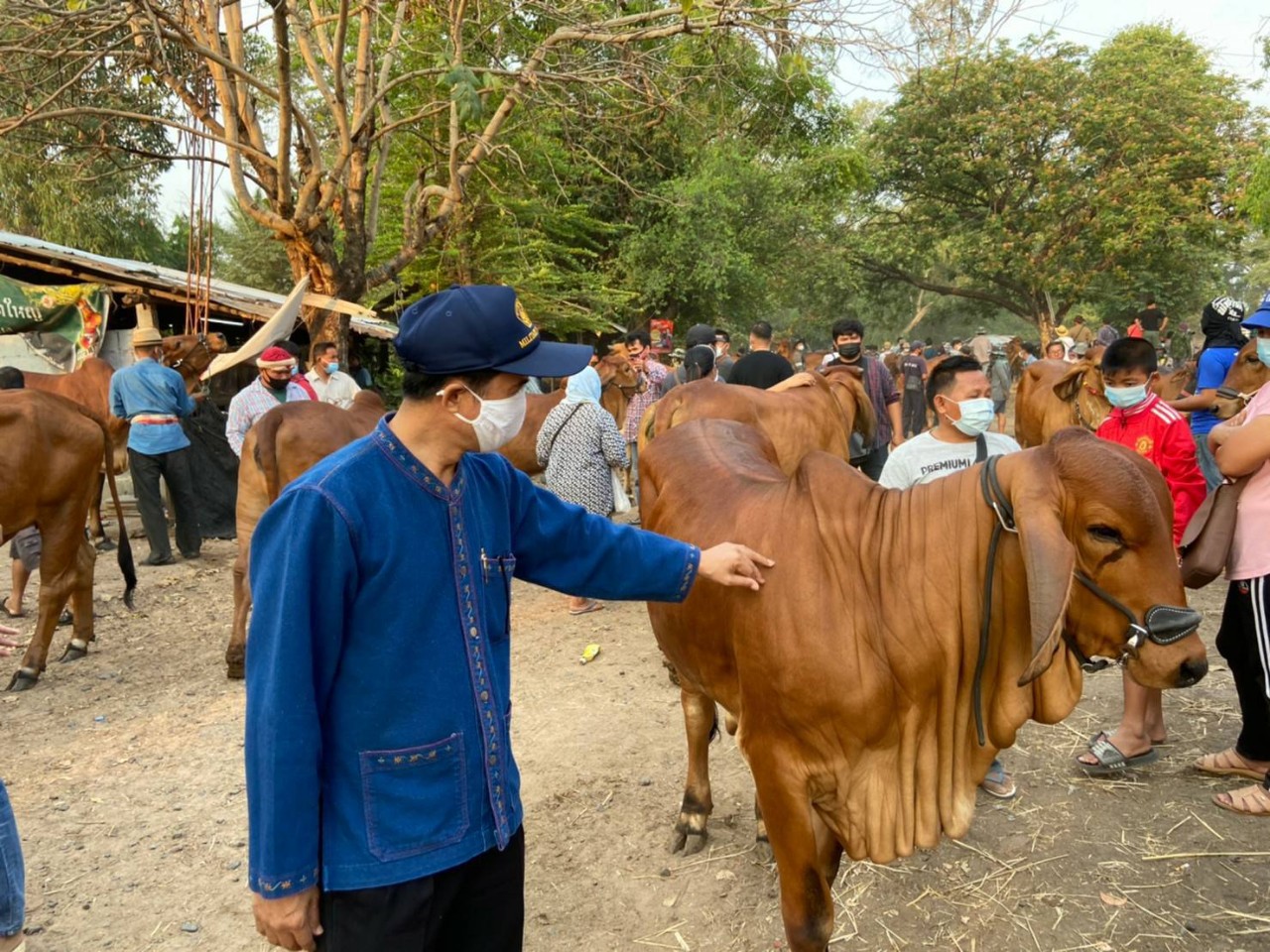ร้อยเอ็ดตรวจเข้มตลาดนัดโค-กระบือป้องกันโรคระบาด