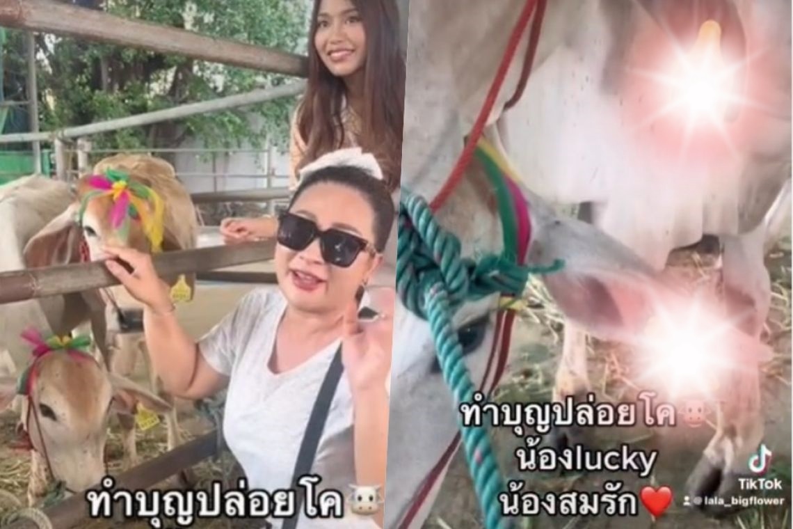 ส่องเลย! "ลาล่า-ธัญญ่า" ทำบุญปล่อยโคโชว์เลขเด็ดเอาใจคอหวย