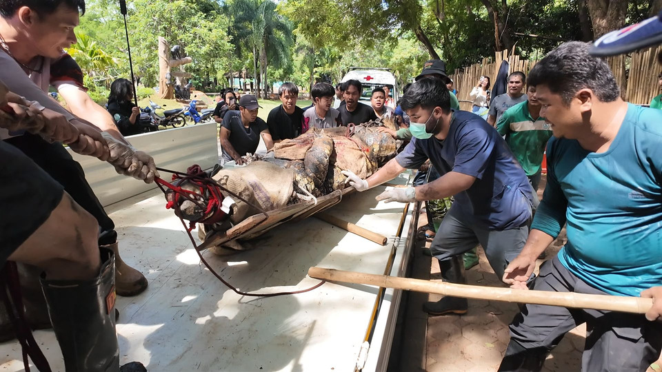 สวนสัตว์โคราชล็อกตัว “เจ้าฟาโรห์” ตะโขงยักษ์ 4.52 เมตร ย้ายบ้านสำเร็จ ปลอดภัยทั้งคนและสัตว์ 