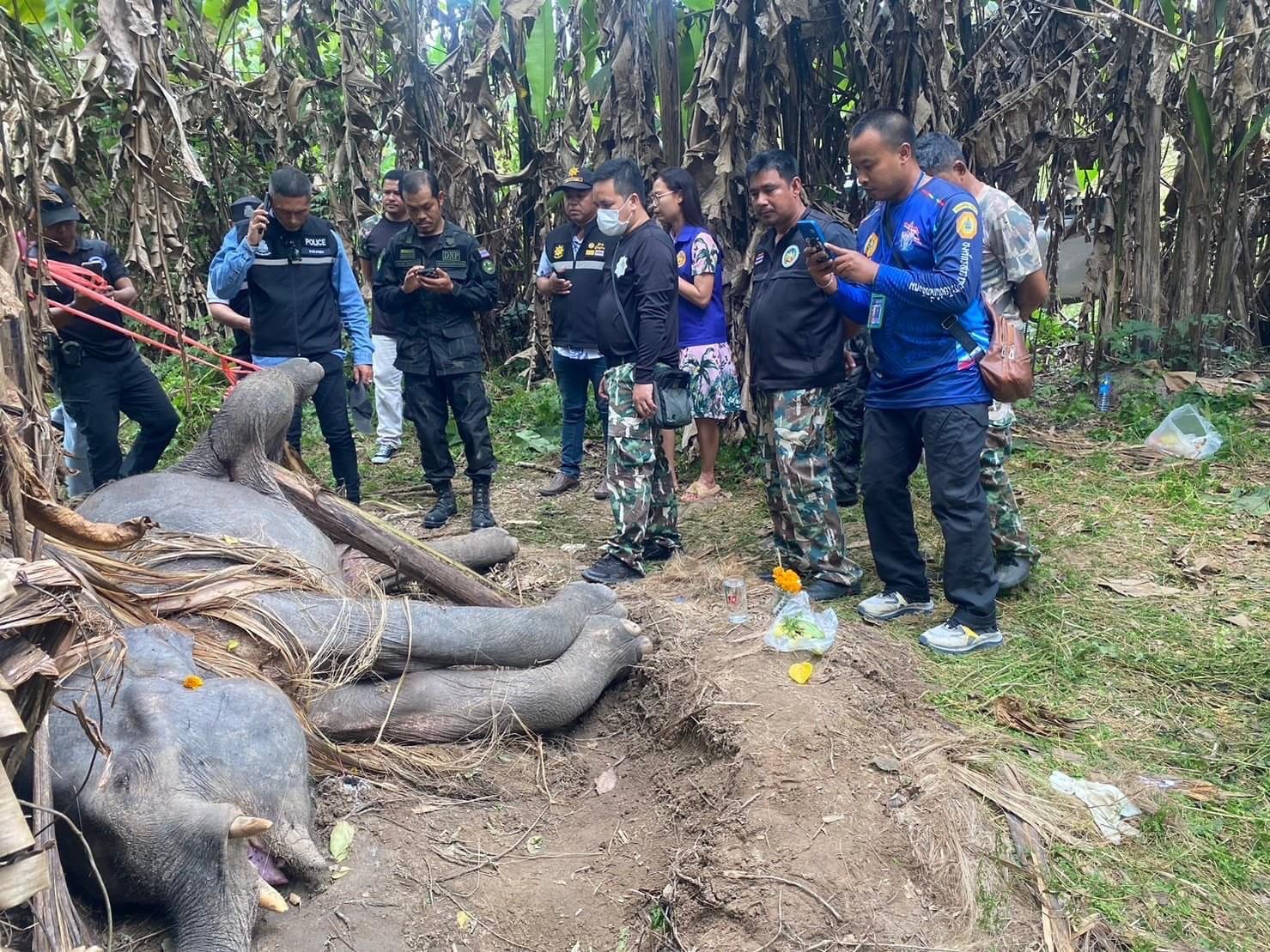 ชุดเฝ้าระวังผลักดันช้างป่าอุทยานแห่งชาติแก่งกรุง พบช้างป่าล้ม คาดโดนยิง