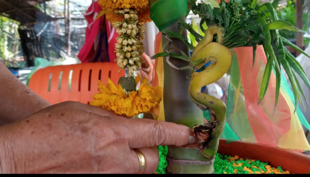 โค้งสุดท้ายส่องเลขเด็ดต้นหมากเศียรพญานาค คุณป้าถูกมาแล้ว 4 งวดติด
